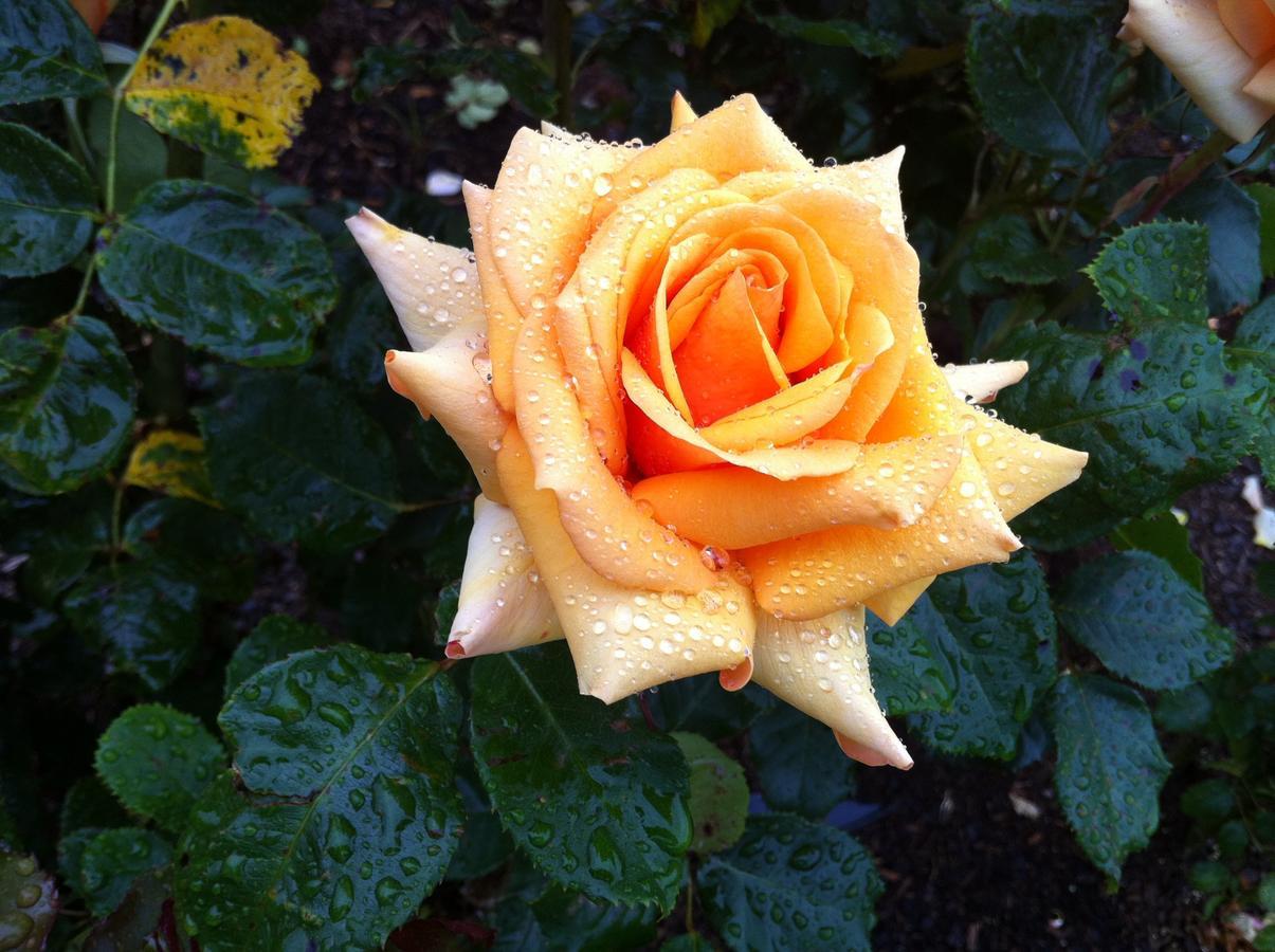 Ascot Parnell Bed & Breakfast