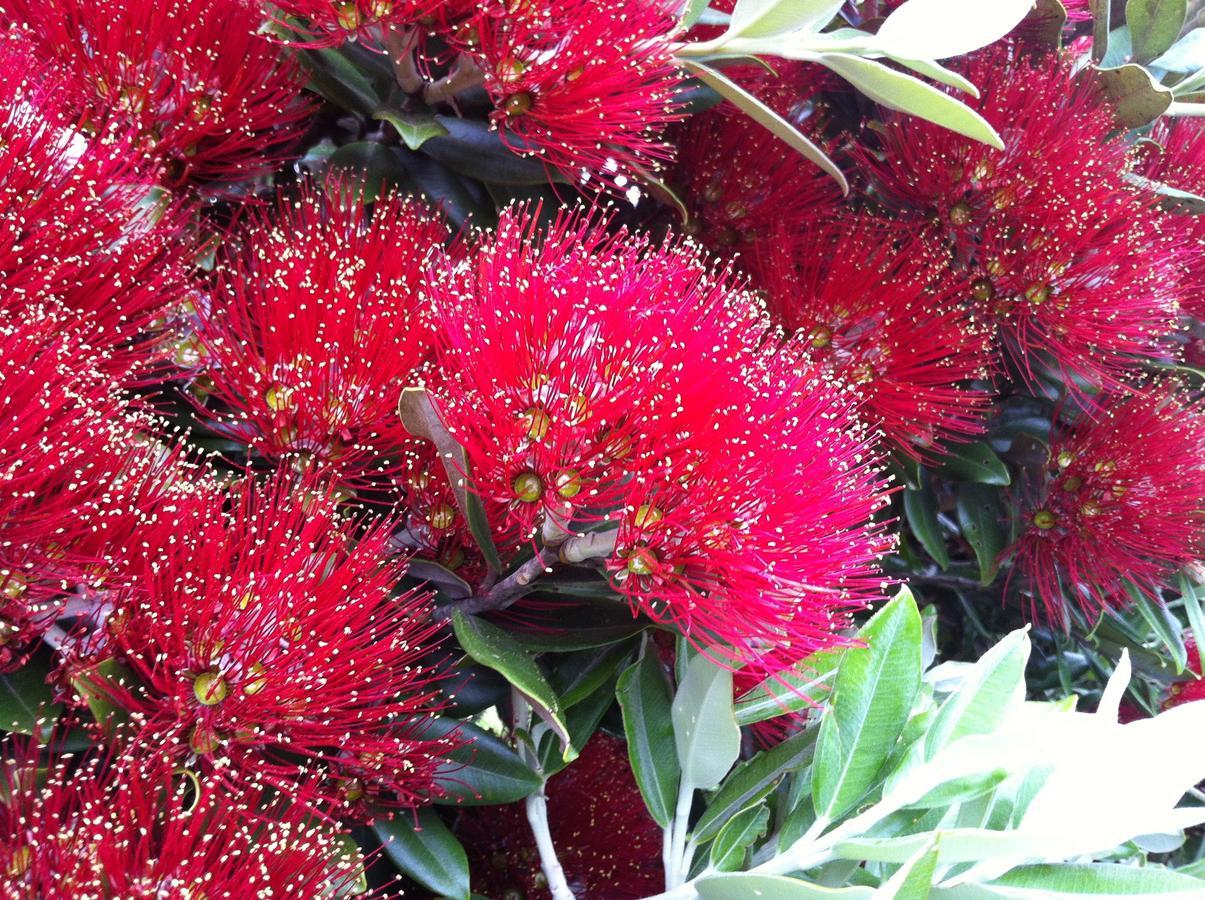 Bed & Breakfast Ascot Parnell Auckland